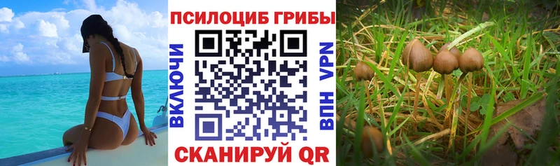 Купить  Белоярский  Галлюциногенные грибы Psilocybine cubensis 